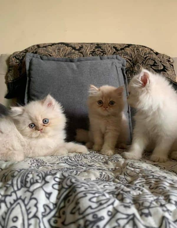 Pure Persian punch face kittens or cats available for sale or adoption 8