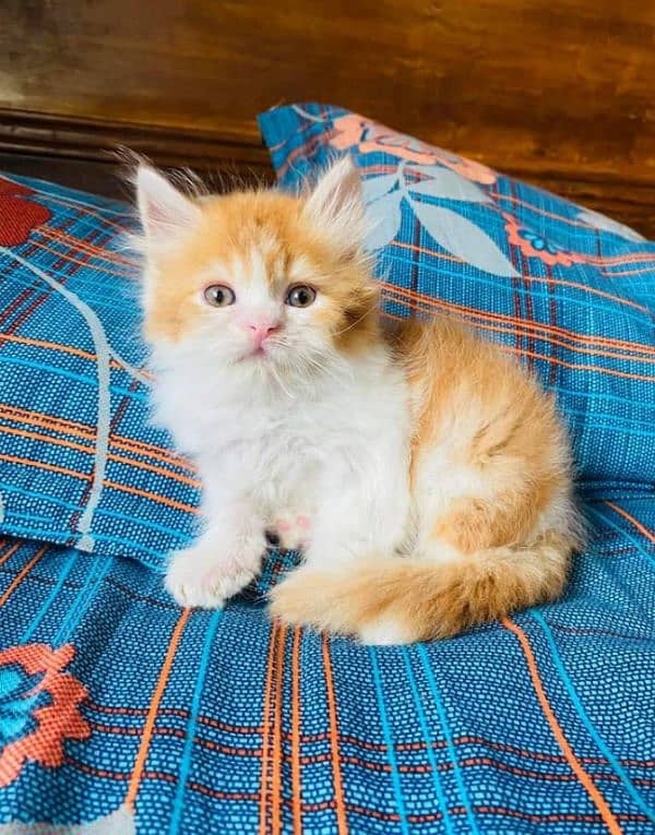 Pure Persian punch face kittens or cats available for sale or adoption 9