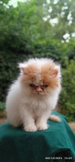 high quality kitten|Punch face Kittens|persian cat|cute|tripple|fluffy