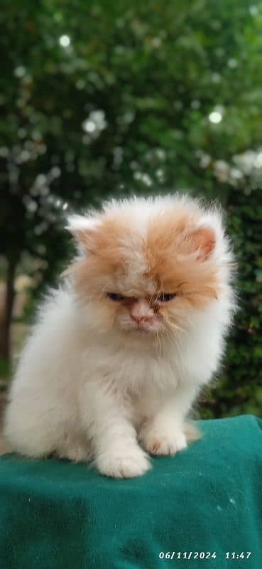 high quality kitten|Punch face Kittens|persian cat|cute|tripple|fluffy 1