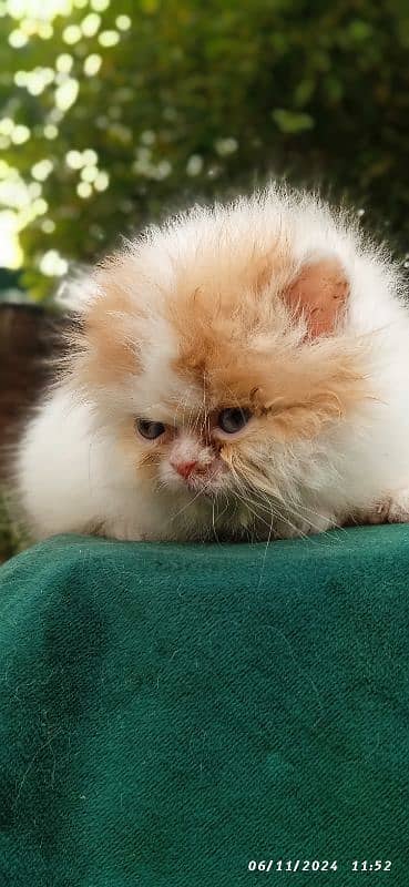 high quality kitten|Punch face Kittens|persian cat|cute|tripple|fluffy 2