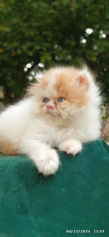 high quality kitten|Punch face Kittens|persian cat|cute|tripple|fluffy 3