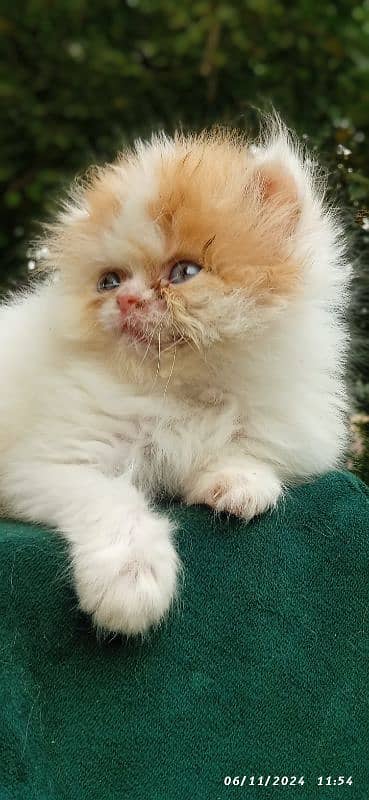 high quality kitten|Punch face Kittens|persian cat|cute|tripple|fluffy 4