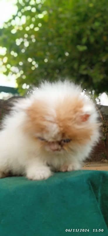 high quality kitten|Punch face Kittens|persian cat|cute|tripple|fluffy 5