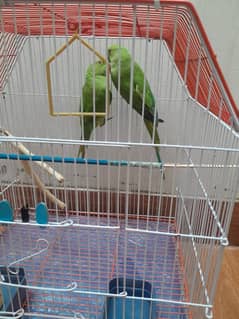 Ringneck Pair 5+ Months old ( with Cage )