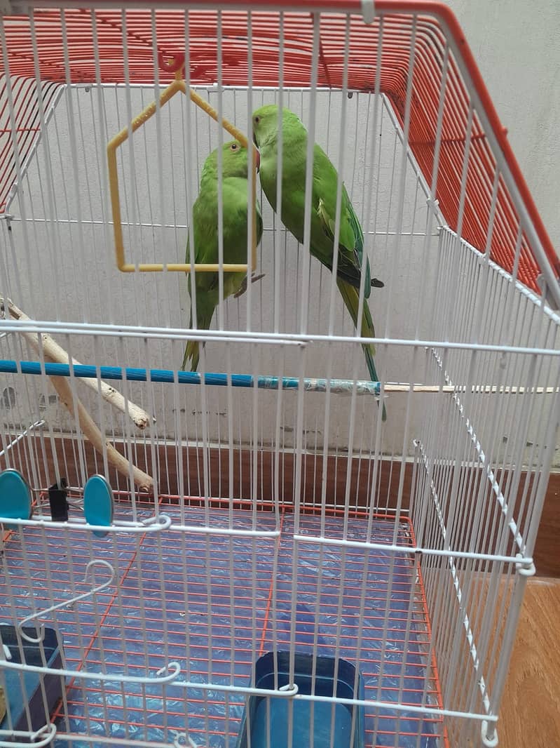 Ringneck Pair 5+ Months old ( with Cage ) 0