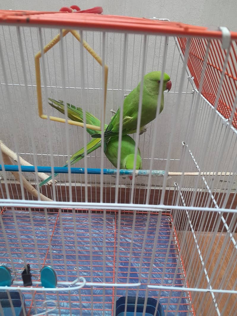 Ringneck Pair 5+ Months old ( with Cage ) 1