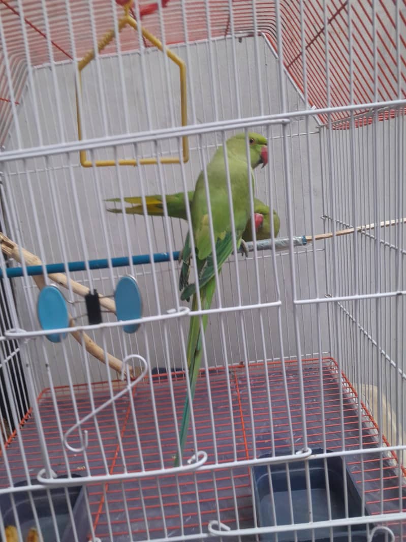 Ringneck Pair 5+ Months old ( with Cage ) 2