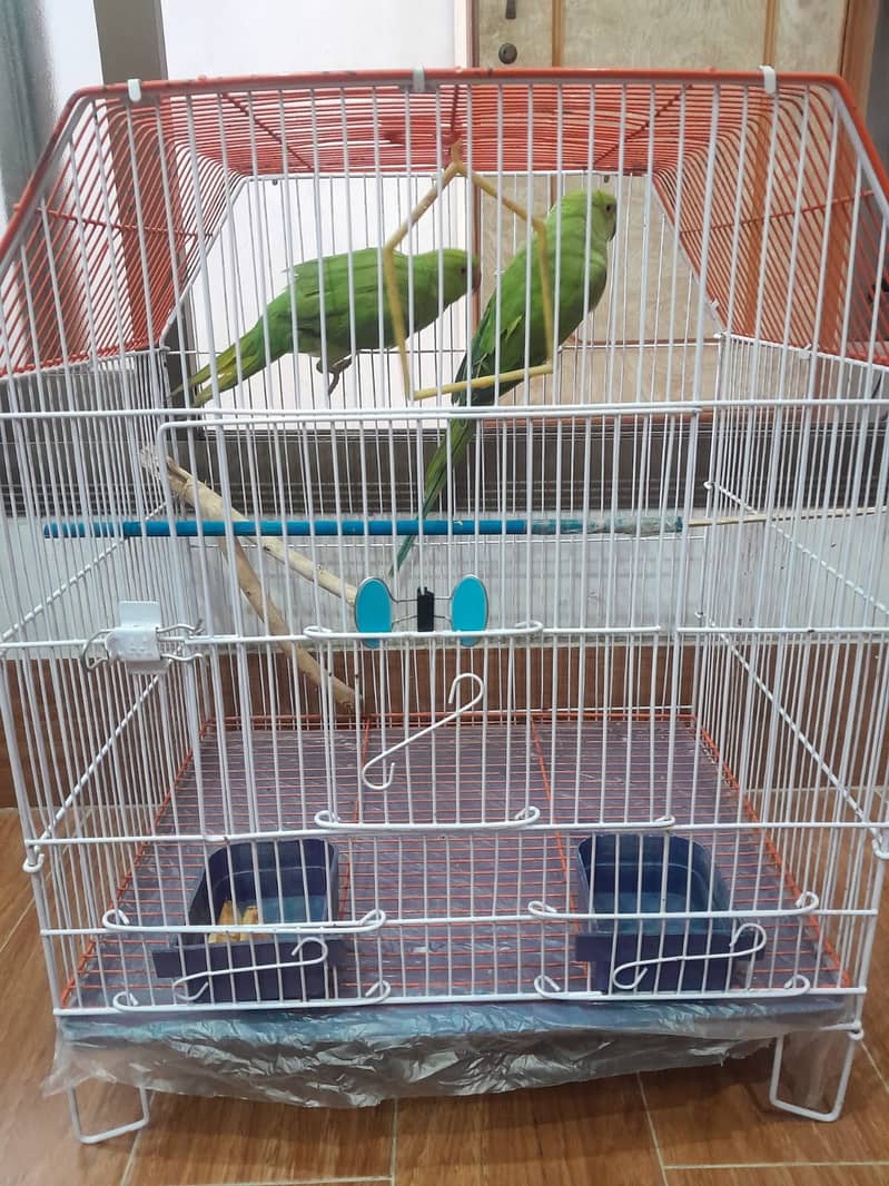 Ringneck Pair 5+ Months old ( with Cage ) 4