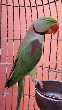 indian raw full parrot