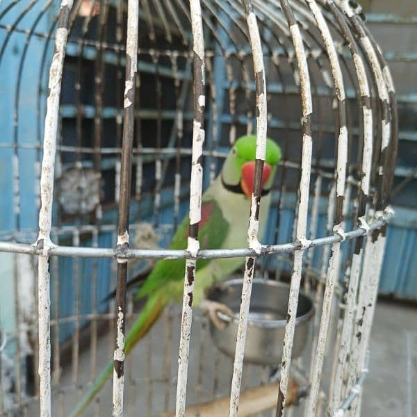 indian raw full parrot 3