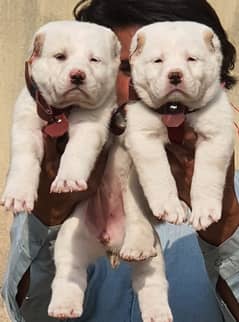 king alabai puppies pair full security dogs havey bone for sale 0