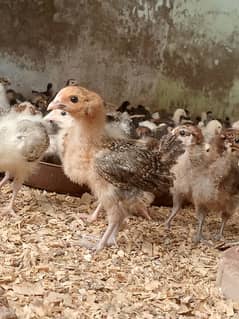 goldren misri chicks  28 day old full vaccined & active