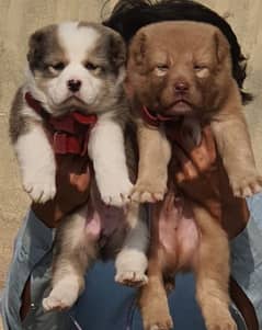 king alabai puppies pair full security dogs havey bone for sale