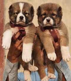 king alabai puppies pair full security dogs havey bone for sale