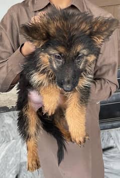 German Shepherd Double coat Puppy for sale