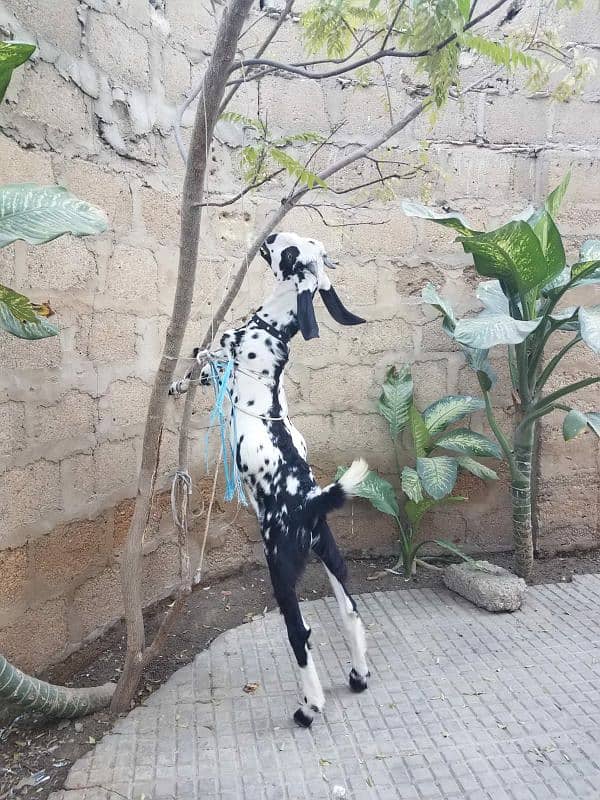 bakra For sale 5