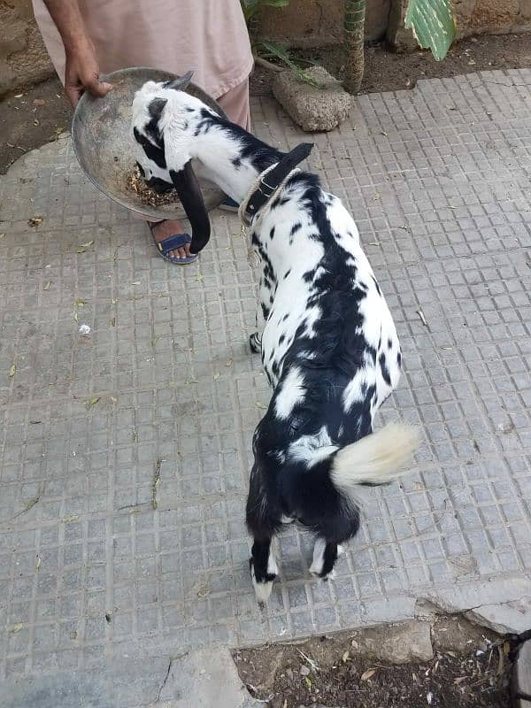 bakra For sale 9