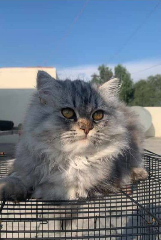 persian cat 3