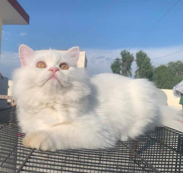 persian cat 4