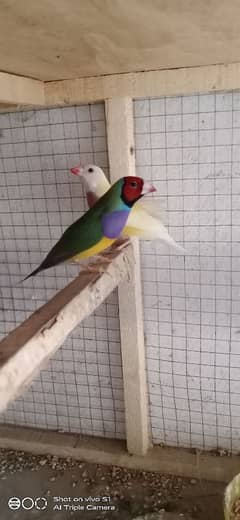 gouldian breeder pair