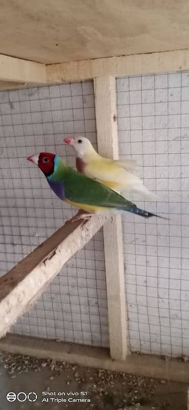 gouldian breeder pair 1