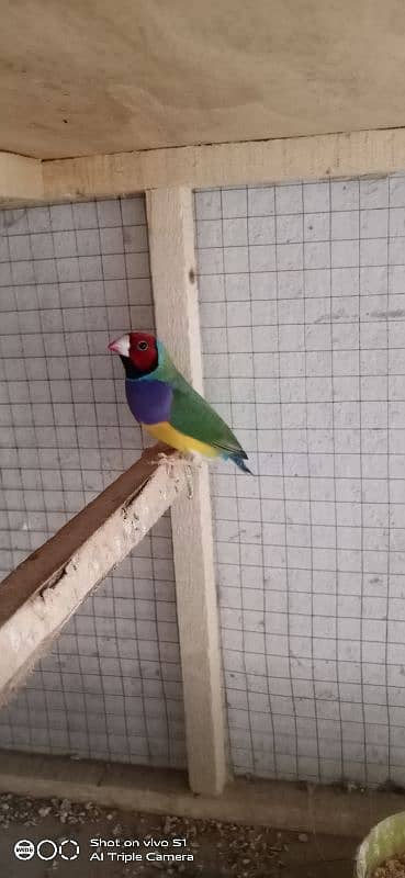 gouldian breeder pair 3