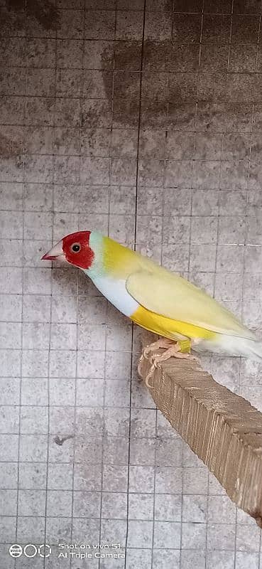 gouldian breeder pair 6