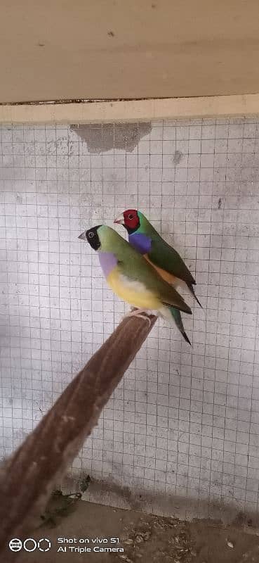 gouldian breeder pair 7