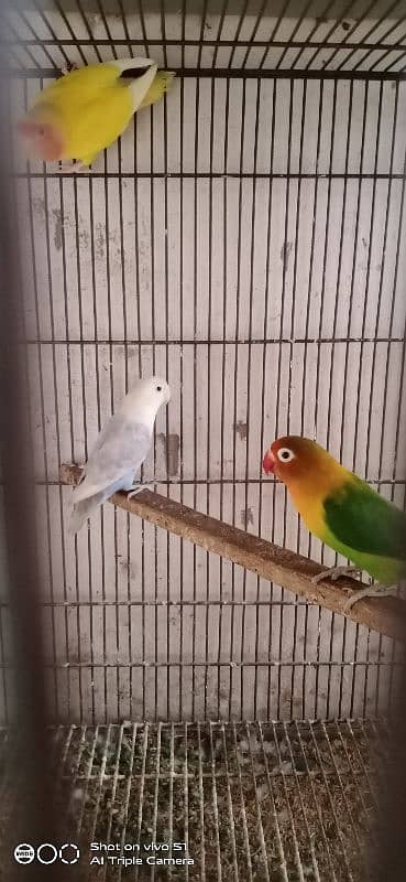 gouldian breeder pair 9