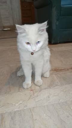 od eyes female white colour and black mix female kittens