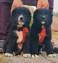 Bakarwal puppies pair full security dogs havey bone for sale 0