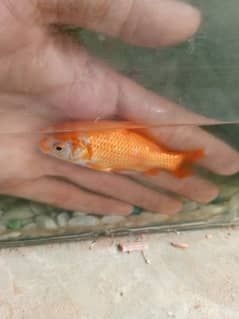 gold fish 0