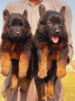 German Shepherd long coat pair dor sale