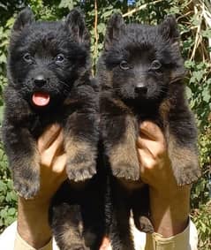 German Shepherd puppies pair havey bone long coat for sale 0