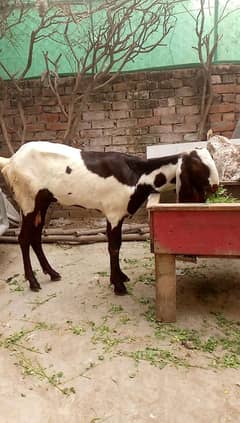 desi goats