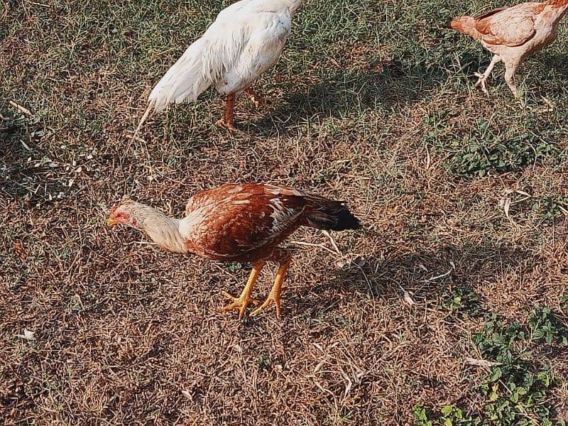 1 hen 1 rooster, pure aseel pair of chickens home breed, home feed 2