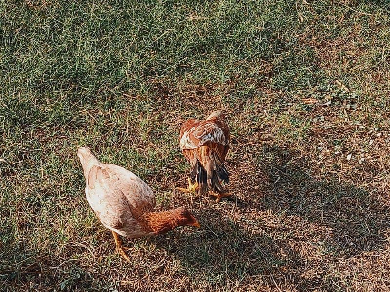 1 hen 1 rooster, pure aseel pair of chickens home breed, home feed 3