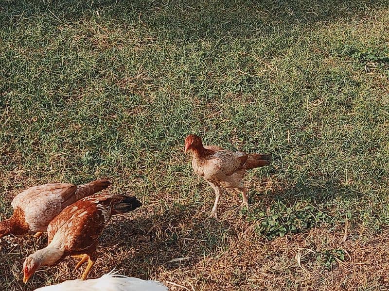 1 hen 1 rooster, pure aseel pair of chickens home breed, home feed 5