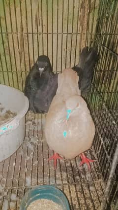 fancy pigeon for sale 0