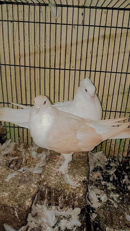 fancy pigeon for sale 2