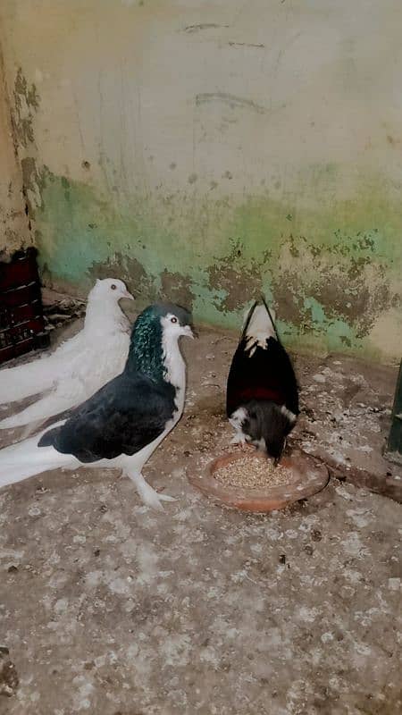 fancy pigeon for sale 3