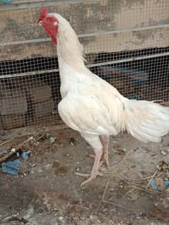 Pure heera aseel rooster.