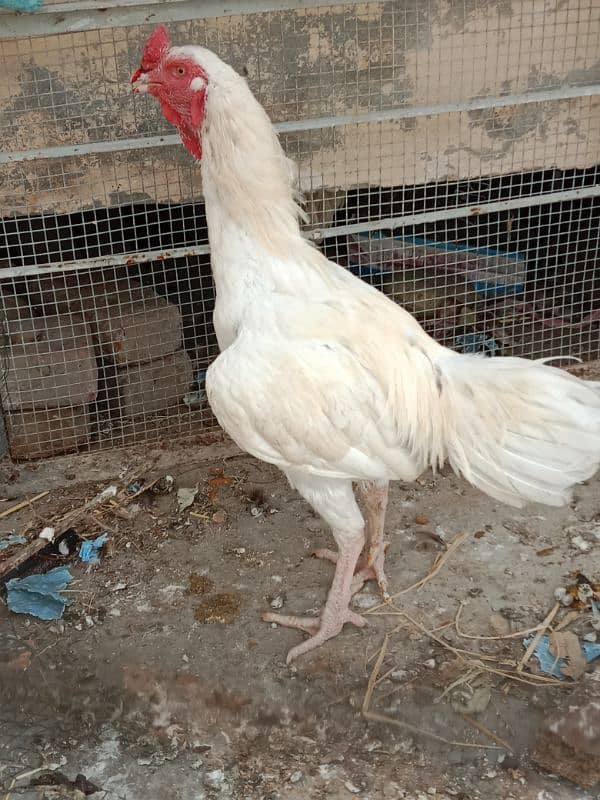 Pure heera aseel rooster. 0