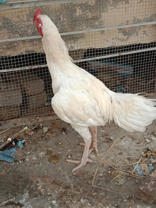 Pure heera aseel rooster. 1