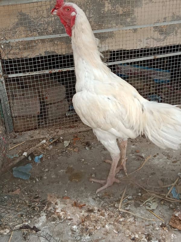 Pure heera aseel rooster. 2