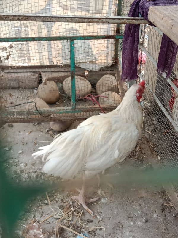 Pure heera aseel rooster. 4