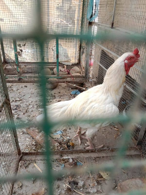 Pure heera aseel rooster. 5