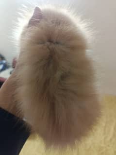 Persian cat triple Coated 0