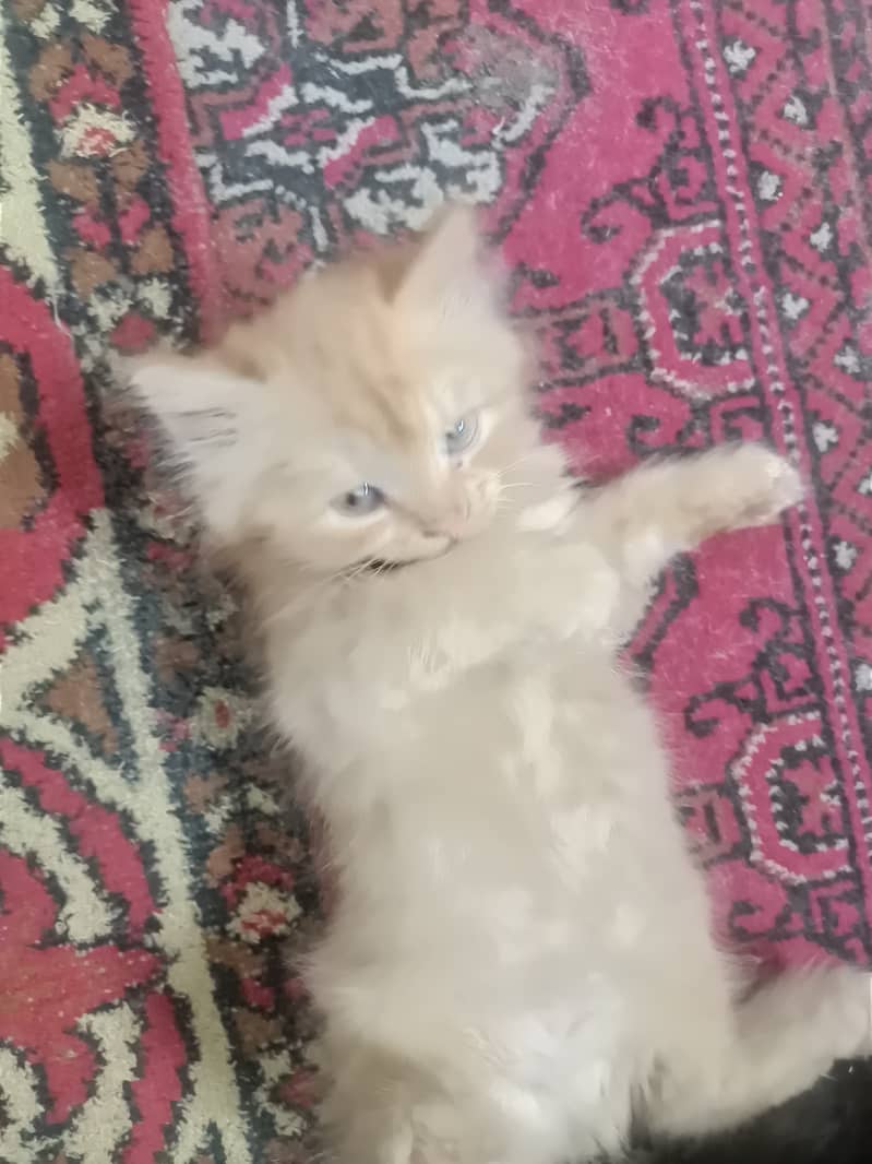 Persian cat triple Coated 2